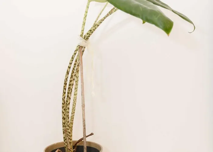 Liiiving In - Downtown Secret Terrace *