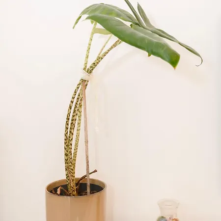 Liiiving In - Downtown Secret Terrace Apartament